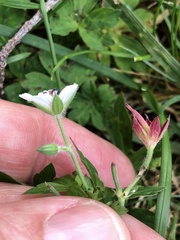 Geranium sibiricum