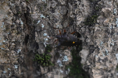 Pentatoma rufipes