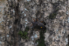 Pentatoma rufipes