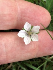 Geranium sibiricum