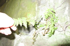 Cystopteris tennesseensis