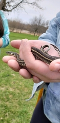 Thamnophis radix