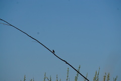 Luscinia svecica