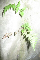 Cystopteris tennesseensis