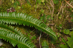 Polystichum lonchitis