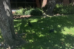 Corvus brachyrhynchos