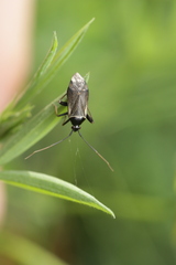 Adelphocoris seticornis