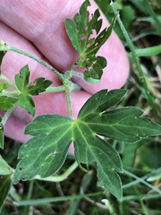 Geranium sibiricum