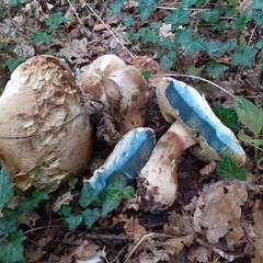 Caloboletus radicans