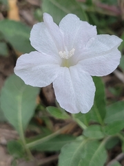 Ruellia metziae