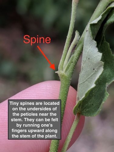 Sida spinosa