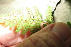 Cystopteris tennesseensis