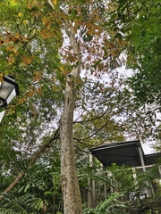 Lagerstroemia langkawiensis