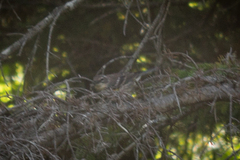 Setophaga coronata coronata