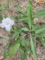 Ruellia metziae