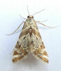 Petrophila fulicalis
