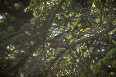 Setophaga coronata coronata