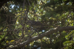 Setophaga coronata coronata