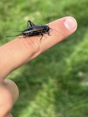 Gryllus pennsylvanicus