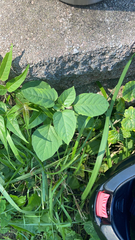 Amaranthus viridis
