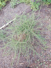 Lappula occidentalis