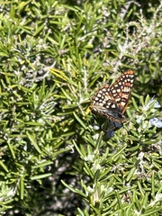 Euphydryas chalcedona hennei