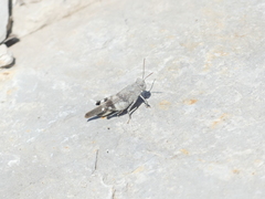 Oedipoda germanica