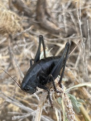 Anabrus simplex