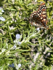 Euphydryas chalcedona hennei
