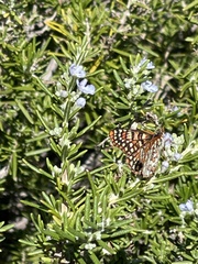 Euphydryas chalcedona hennei