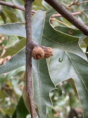 Quercus falcata