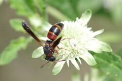 Pachodynerus erynnis