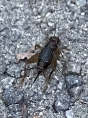 Eunemobius carolinus