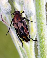 Ripiphoridae