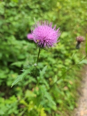 Cirsium muticum