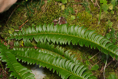Polystichum lonchitis