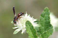 Pachodynerus erynnis