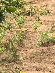 Grindelia integrifolia