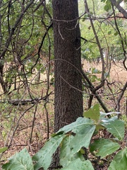 Quercus falcata