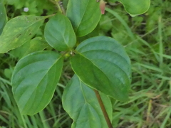 Cornus kousa