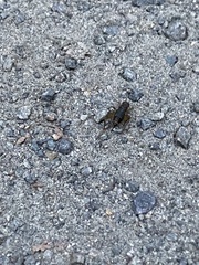 Eunemobius carolinus