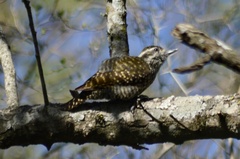Dryobates spilogaster