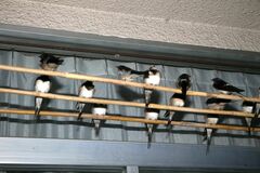 Hirundo rustica gutturalis