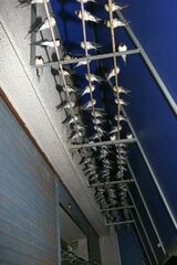 Hirundo rustica gutturalis