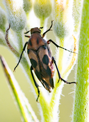 Ripiphoridae
