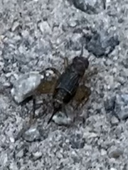 Eunemobius carolinus