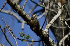 Dryobates spilogaster