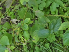 Cornus kousa