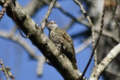 Dryobates spilogaster