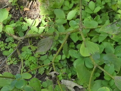 Cornus kousa
